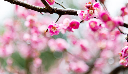 Plum blossoms blossom on the tree