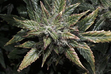 Hemp cones with green and yellow leaves, macro view. Ripen marijuana plant on black background....
