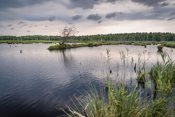 Fototapeta premium Lake in the forest before the thunderstorm
