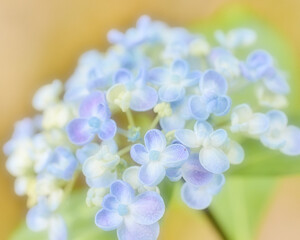 カラフルな可愛らしい紫陽花のアップ