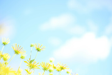 青空と黄色い花