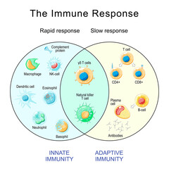 Fototapeta Immune Response. Rapid and slow response of Adaptive and Innate Immunity and antibody activation obraz