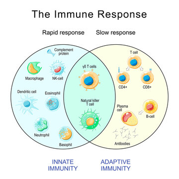 Immune Response. Rapid and slow response of Adaptive and Innate Immunity and antibody activation