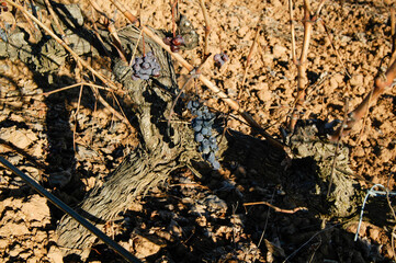 Paisaje de viñedos de la Ribera del Duero en invierno. Castilla y León, España