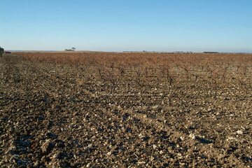 Paisaje de viñedos de la Ribera del Duero en invierno. Castilla y León, España