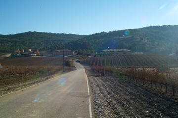 Fototapeta na wymiar Paisaje de viñedos de la Ribera del Duero en invierno. Castilla y León, España