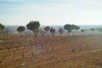 Paisaje de viñedos de la Ribera del Duero en invierno. Castilla y León, España - obrazy, fototapety, plakaty