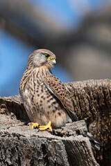 Female kestrel perched on a tree