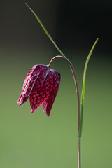 Pendulous flower of the snakehead fritillary