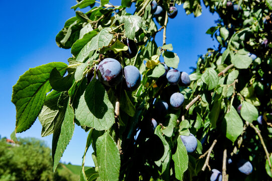 plums on tree , image taken in north germany, europe
