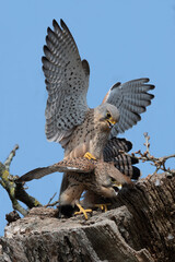 Pair of kestrels mating