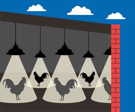 Avian Flu Hens Undercover Concept