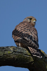 Female kestrel staying