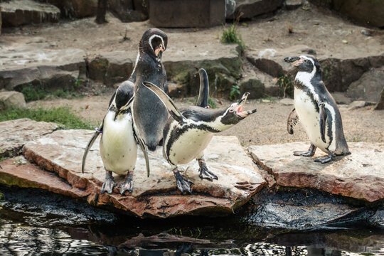 Pinguine, sich putzend und  schreiend am Wasser
