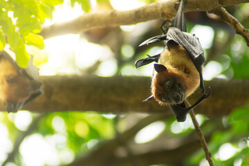 Bats are hanging upside down on the branch of tree