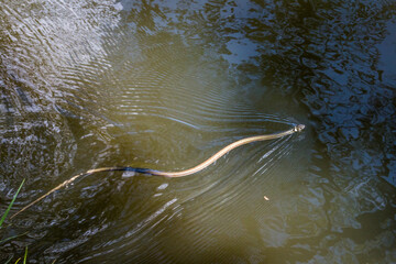 Ringelnatter schwimmend im See