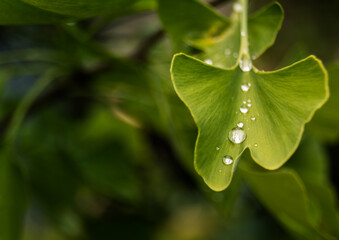 Makro von Ginkoblatt mit Regentropfen