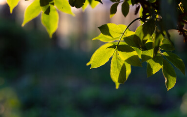 green leaves background in spring
