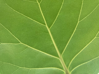 close-up shot of vein of Fiddle fig or ficus Iyrata plant's big leaf in full-frame, using for background