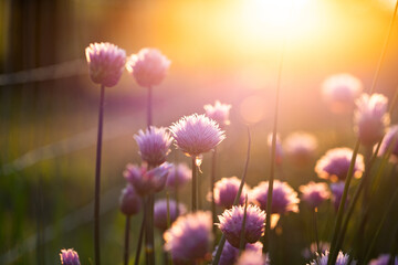 purple chives at sunset gardening background