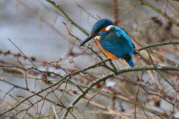 Eisvogel im Ansitz auf einem Zweig