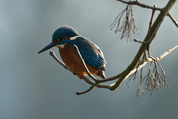 Eisvogel im Ansitz auf einem Zweig