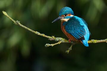 Eisvogel ruht auf einem Zweig