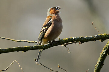 Singender Buchfink im Frühling auf einem Zweig