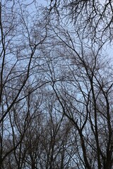 Fototapeta premium trees and sky