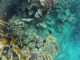 Naklejka na ściany i meble Riff/Koralle