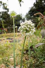 Beautiful Onion Flower in a farm