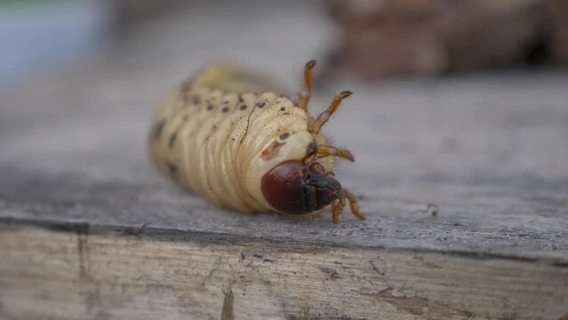 Cockchafer larva, beetle, insect pest/Larve de hanneton, coleopt&egrave;re, insecte nuisible