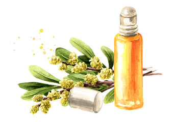 Bog myrtle essential  oil, medicinal plant. Hand drawn watercolor illustration, isolated on white background