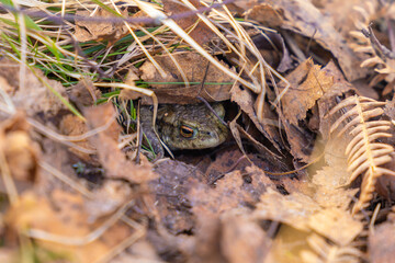 Close up on Frogs, in the Scottish Highlands