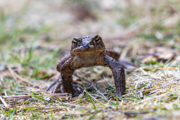 Close up on Frogs, in the Scottish Highlands