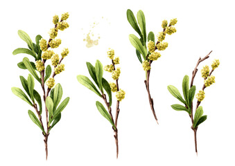 Bog myrtle set, medicinal  plant . Hand drawn watercolor illustration isolated on white background