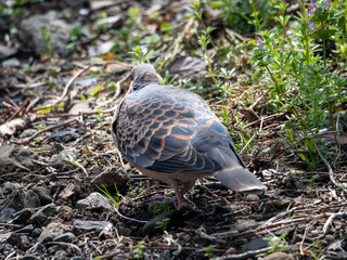 キジバトの後ろ姿