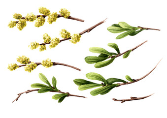 Bog myrtle set, medicinal  plant. Hand drawn watercolor illustration isolated on white background