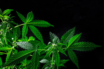 Flowering cannabis plants on a black background with a place for text. Growing marijuana for medicinal purposes