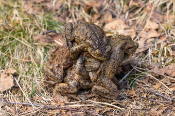 Close up on Frogs, in the Scottish Highlands