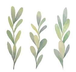 Green branches. Botanical elements. Hand drawn watercolor illustration