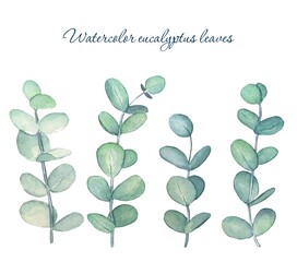 Obraz premium Eucalyptus branches. Hand drawn watercolor illustration