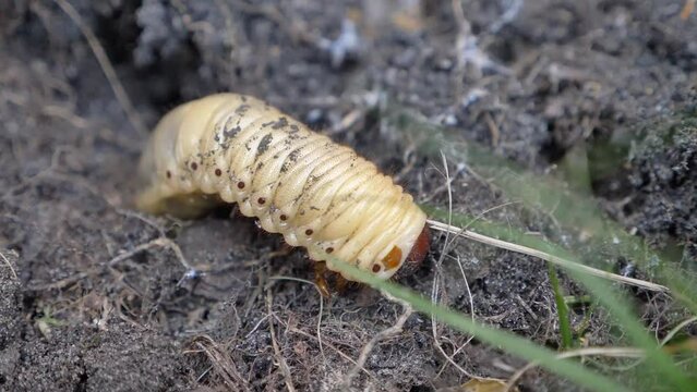 Cockchafer larva, beetle, insect pest/Larve de hanneton, coleopt&egrave;re, insecte nuisible
