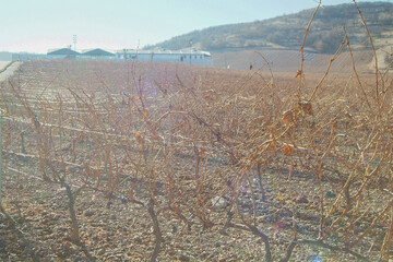 Paisaje de viñedos de la Ribera del Duero en invierno. Castilla y León, España