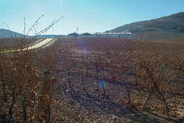 Paisaje de viñedos de la Ribera del Duero en invierno. Castilla y León, España