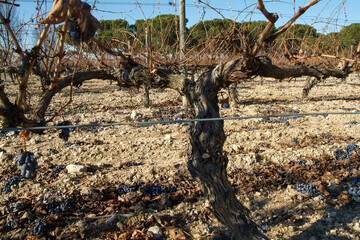 Paisaje de viñedos de la Ribera del Duero en invierno. Castilla y León, España