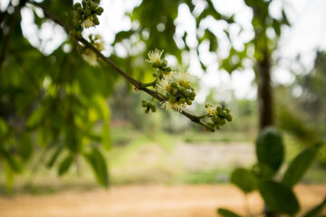 Jamun or Malabar palm Flower in the plant