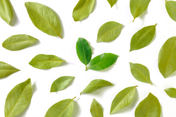 Fototapeta na wymiar Bay leaf. A pattern of dry laurel leaves with a couple of fresh and vibrant ones, overhead flat lay shot on a white background