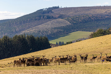Herd of Red Deer in the Scottish Highlands - 495893469