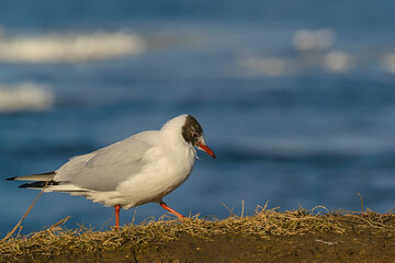 Obraz premium River gulls on the banks of the river on a sunny windy day.